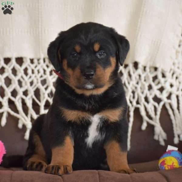 Amaya, Bernese Mountain Dog Mix Puppy